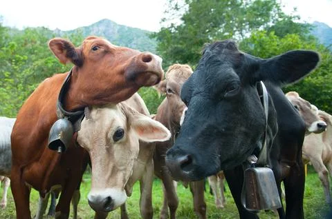 Cows rub one above the other Fotos de archivo