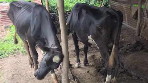 Cows rub their faces on objects like wood posts to relieve itching 库存影片 318596298