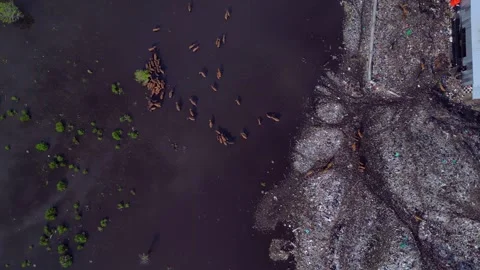 Cows at rubbish dump landfill polluting on a island. Great aerial view drone Stock-Footage 344603279