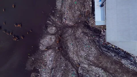 Cows at rubbish dump landfill polluting on a island. Magic aerial view drone Stock-Footage 344608918