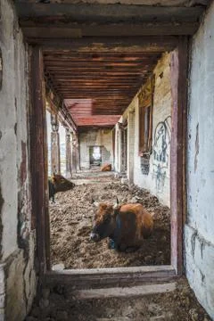 Cows in ruined building Stock Photos