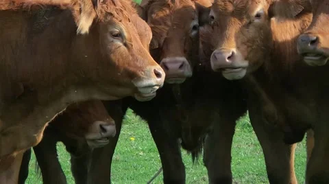 Cows ruminating in a ranch Stock Footage 50011021
