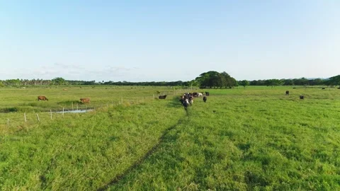 Cows run along the path to the pasture under the blue sky. Livestock. Stock Footage 244102969