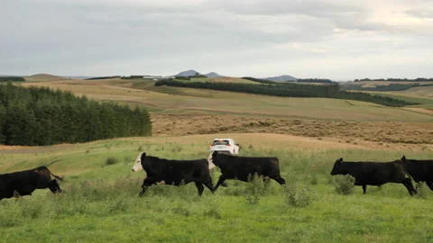 Cows Run Along Scenic Paddock Pan RAV In Background Stock Footage 170164053