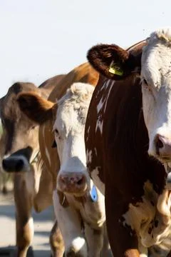 Cows that run to the stable to eat Stock Photos