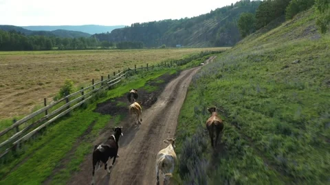 Cows running away from drone Stock-Footage 237614975