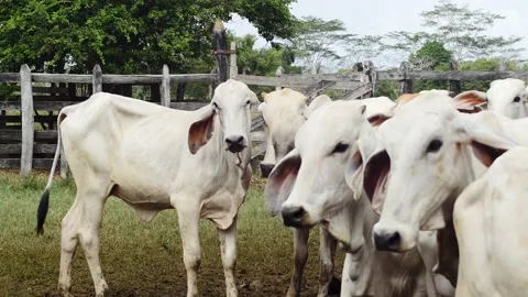 Cows running away from the farmyard-4K-C... | Stock Video | Pond5