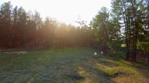 Cows running. Drone flies forward follows the cows at sunset Stock Footage 109248393