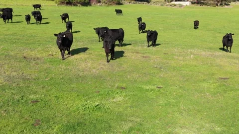 Cows Running On Farm, Drone Shot, 6K Stock Footage 332446154