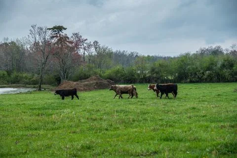 Cows running in the field Stock Photos