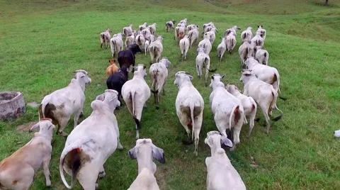 Cows Running Stock Footage 56526128
