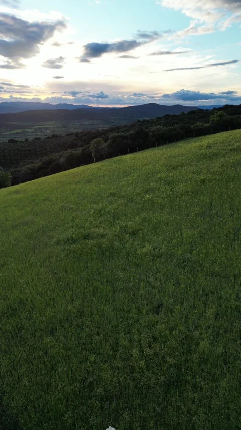 Cows Running Freely in a Mountain Meadow in Tuscany, Grosseto, Italy Stock Footage 340150328
