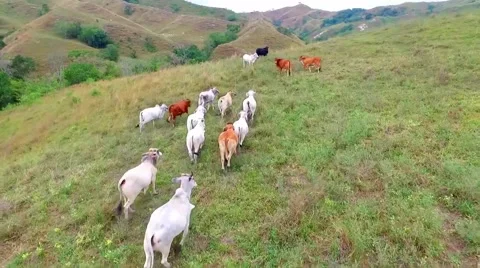 Cows running green tropical Stock Footage 56530782
