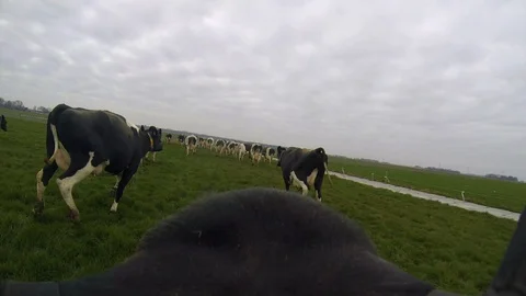 Cows running in meadow - Point of view Cow! Stock Footage 102774831