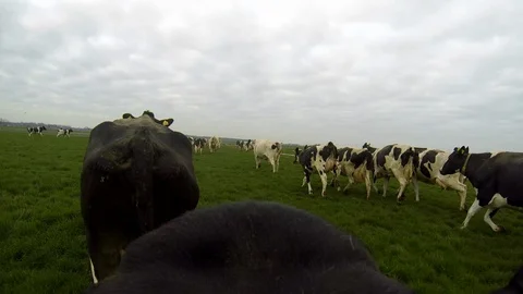 Cows running in meadow - Point of view Cow! Stock-Footage 102774982