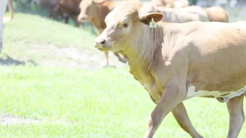 Cows Running Shakey Stock Footage 219824893