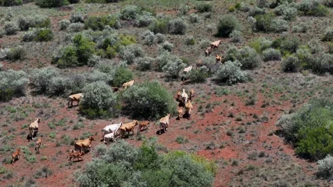 Cows running through Field 動画素材 263550726