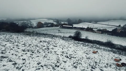 Cows Running Through A Snowy Field Fpv Drone Flight Stock Footage 299291117