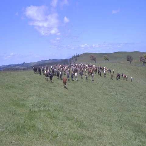 Cows running towards camera Stock Footage 69294071