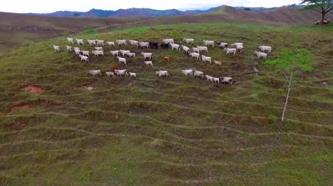 Cows runnings in yours nature state Stock Footage 56545673
