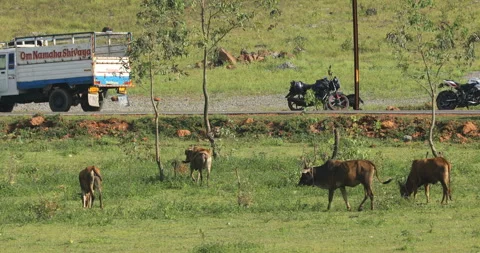 Cows at rural area Stock Footage 292043339