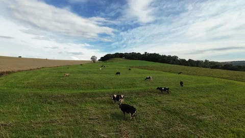 Cows in Rural Landscape Stock Footage 340409682