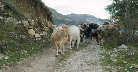 Cows on a rural road Stock Footage 232139156