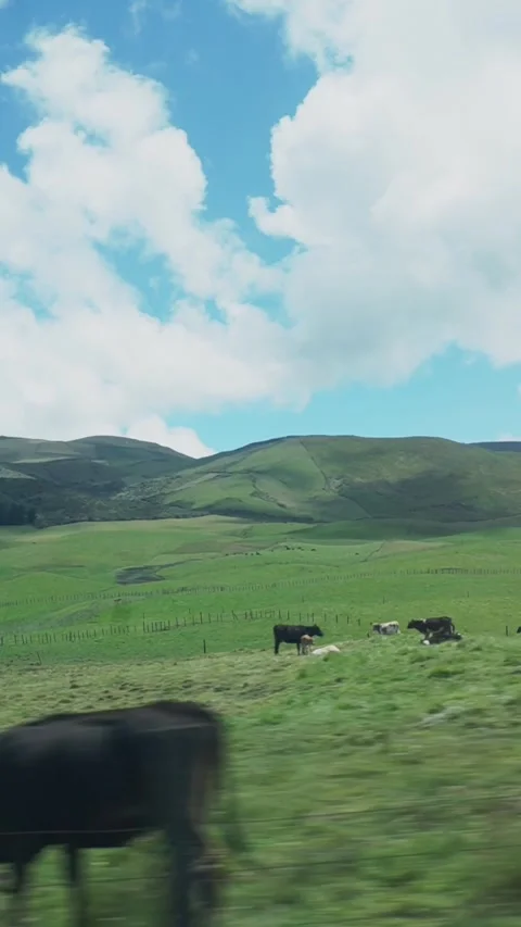 Cows in rural zone Video stock 258294082