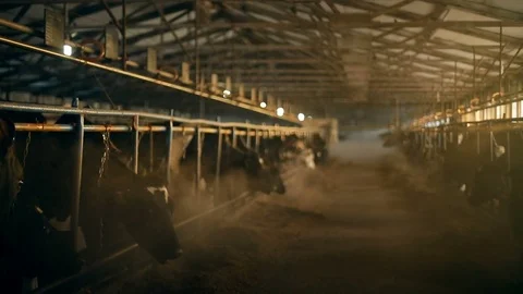 Cows in a Russian village Stock Footage 72384908