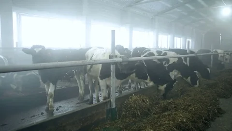 Cows in a Russian winter Stock Footage 72365206