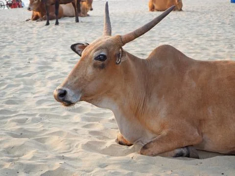 Cows on a sandy beach in the Indian state of Goa. Sacred animals for Hindus.  Foto stock