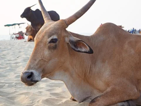 Cows on a sandy beach in the Indian state of Goa. Sacred animals for Hindus.  Stock Photos