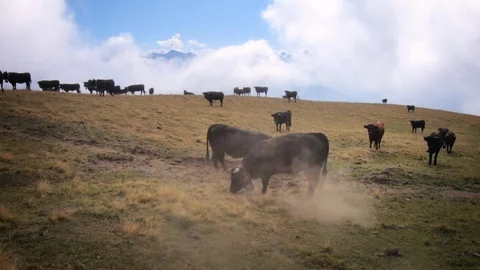 Cows scraping ground - dust bath against insects Stock Footage 116442636