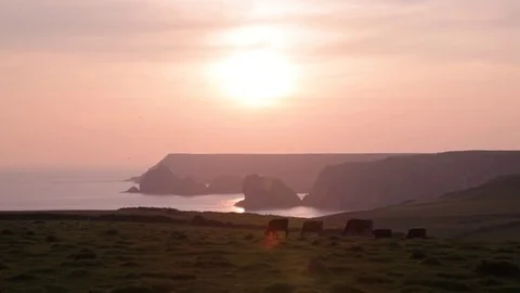 Cows, sea, cliffs, pasture, grass and sunset in Cornwall, England Stock Footage