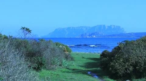 Cows in the sea Stock Footage 10768242