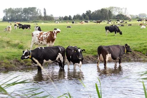 Cows seeking refreshment in the warm summer Stock Photos