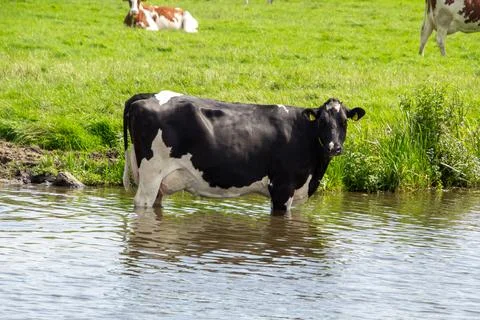 Cows seeking refreshment in the warm summer Stock Photos