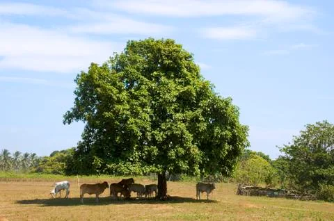 Cows in shade Stock Photos