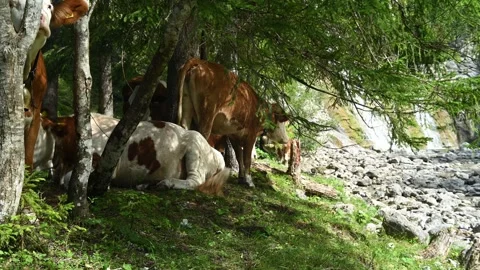 Cows in the shadow of trees next to a waterfall Stock-Footage 260835166