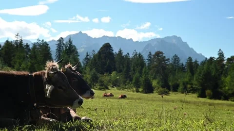 Cows shake their head in front of a alpine panorama (slow motion) Video stock 260825679