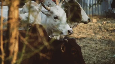 Cows Shaking Heads 스톡 동영상 90319689