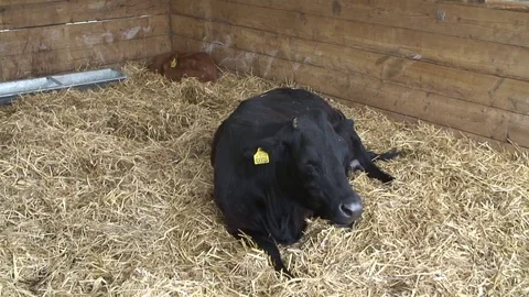 Cows in shed 1 Video stock 76260316