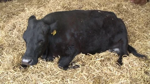 Cows in shed 2 Stock-Footage 76260468