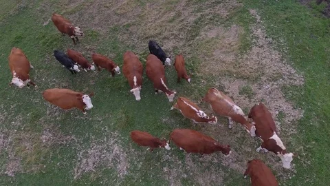 Cows shot overhead with drone Video stock 82973376