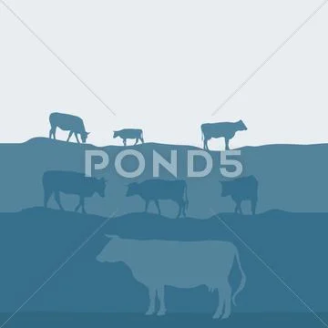 Cows Silhouette Graze In The Field Landscape Sky Grass Pasture