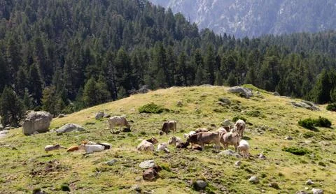 Cows Sit on a Hill Stock Photos
