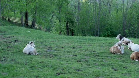 Cows sitting on the grass Video stock 232621753