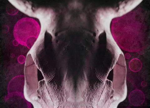 Cow's skull Stock Illustration