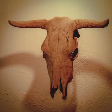 Cow's skull Stock Photos