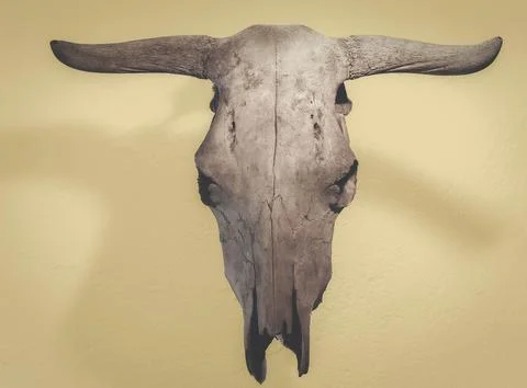 Cow's skull Foto stock